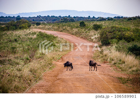 Wildlife Animals Paradise Savannah Grassland Wilderness landscapes at maasai Mara National Game Reserve Park Great Rift Valley Narok County Kenya East Africa Blue Sky Filed With Green Grass Wildlife Animals Paradise Savannah Grassland Wilderness landscapes at maasai Mara National Game Reserve Park Great Rift Valley Narok County Kenya East Africa Blue Sky Filed With Green Grass 106589901