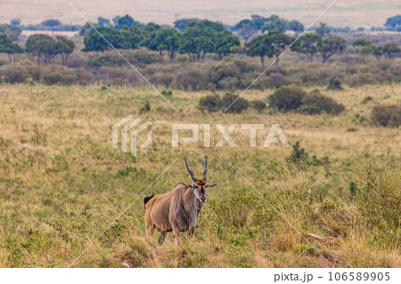 Wildlife Animals Paradise Savannah Grassland Wilderness landscapes at maasai Mara National Game Reserve Park Great Rift Valley Narok County Kenya East Africa Blue Sky Filed With Green Grass 106589905