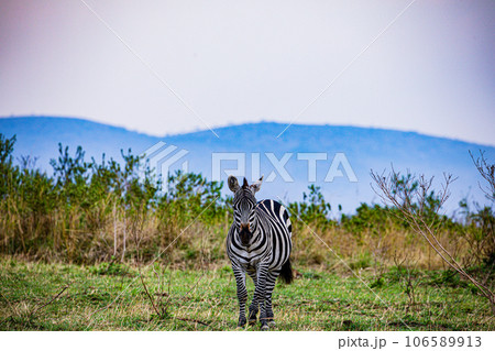 Wildlife Animals Paradise Savannah Grassland Wilderness landscapes at maasai Mara National Game Reserve Park Great Rift Valley Narok County Kenya East Africa Blue Sky Filed With Green Grass Wildlife Animals Paradise Savannah Grassland Wilderness landscapes at maasai Mara National Game Reserve Park Great Rift Valley Narok County Kenya East Africa Blue Sky Filed With Green Grass 106589913