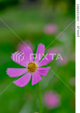 コスモスの花のある風景 106589965
