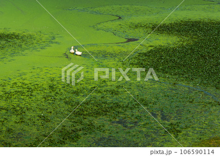 浮草の中を泳ぐ二羽のアヒル 浮草の中を泳ぐ二羽のアヒル 106590114