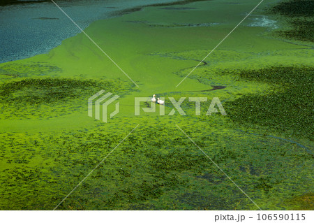 浮草の中を泳ぐ二羽のアヒル 浮草の中を泳ぐ二羽のアヒル 106590115
