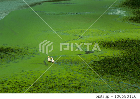 浮草の中を泳ぐ二羽のアヒル 浮草の中を泳ぐ二羽のアヒル 106590116