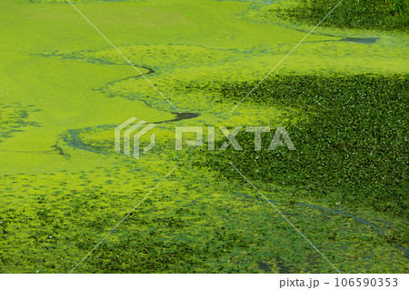 緑色の浮き草に覆われた川 緑色の浮き草に覆われた川 106590353