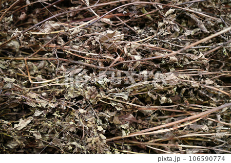 乾燥したハッカの束 106590774