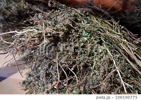 乾燥したハッカの束 乾燥したハッカの束 106590775