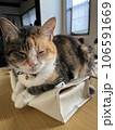 ティッシュと猫 106591669