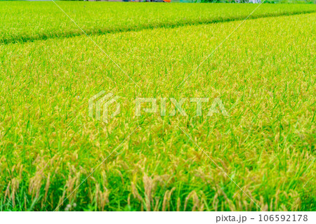 【米素材】実りの水田【長野県】 【米素材】実りの水田【長野県】 106592178