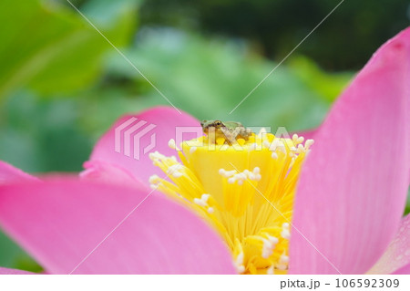 アマガエル3220 アマガエル3220 106592309