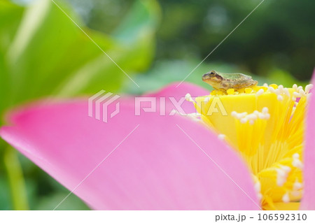 アマガエル3227 アマガエル3227 106592310