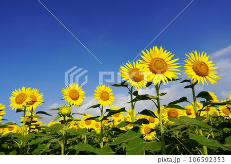 ひまわり3478 ひまわり3478 106592353