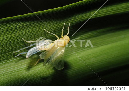 羽化中のオオヨコバイ 106592361