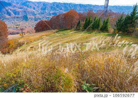 【秋素材】紅葉真っ盛りのハクバマウンテンハーバー【長野県】 106592677