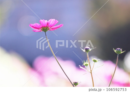 コスモスの花のある風景 106592753