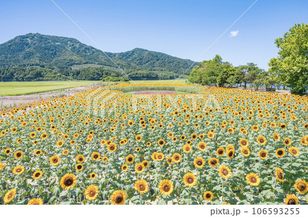 新潟　上堰潟公園のひまわり畑 106593255