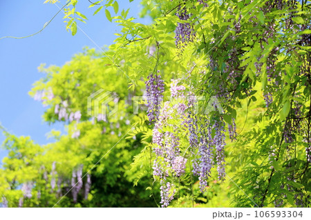 ヤマフジの花 ヤマフジの花 106593304