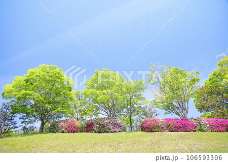 春の公園　ヒラドツツジの花　満開 106593306