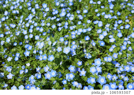 ネモフィラの花　満開 106593307