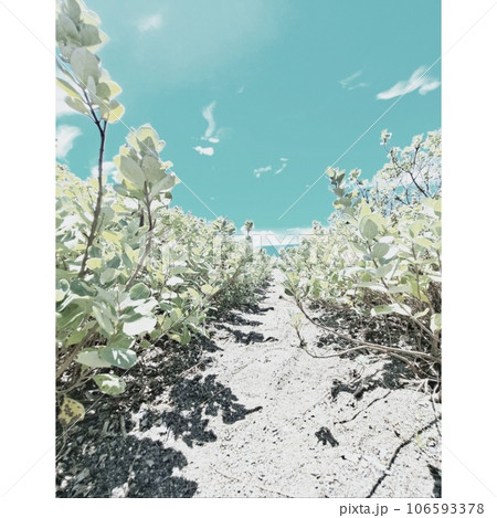 海辺にマッチする海浜植物が両脇に生えている通り道の向こうには青い海が見える 106593378