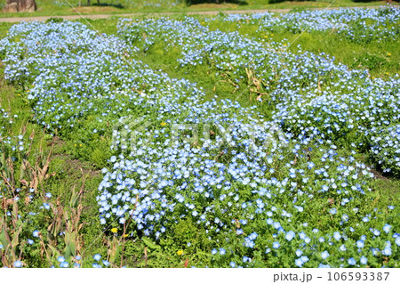 ネモフィラの花 満開 ネモフィラの花 満開 106593387