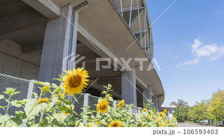 ひまわりの咲くフクダ電子アリーナ 千葉市蘇我スポーツ公園 ひまわりの咲くフクダ電子アリーナ 千葉市蘇我スポーツ公園 106593403
