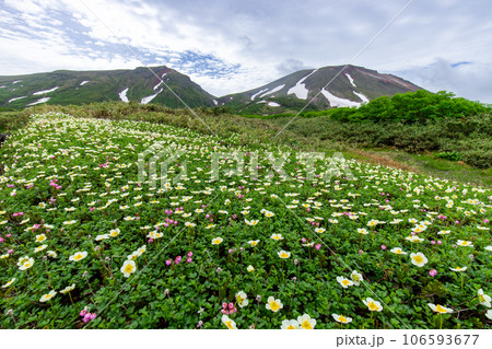 大雪山裾合平に咲くチングルマ 106593677