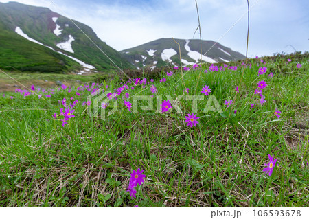 大雪山系に咲くエゾコザクラ 大雪山系に咲くエゾコザクラ 106593678