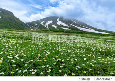 大雪山裾合平に咲くチングルマ 大雪山裾合平に咲くチングルマ 106593687