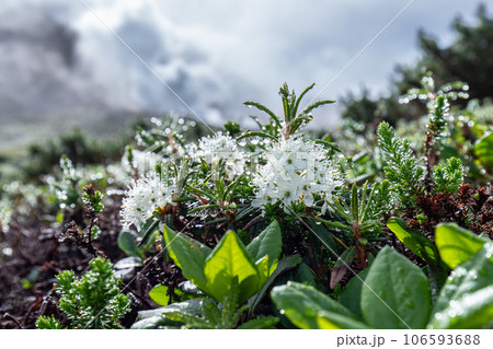 大雪山系に咲く朝露に濡れたエゾイソツツジ 大雪山系に咲く朝露に濡れたエゾイソツツジ 106593688