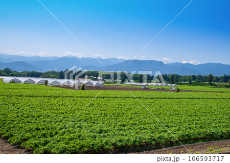 コンニャク畑　谷川連峰　三峰山　武尊山　　赤城高原からの眺め　昭和村 106593717