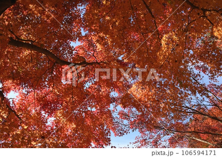 見上げれば鮮やかな紅葉 見上げれば鮮やかな紅葉 106594171