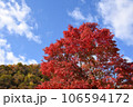 秋の青空に映える紅葉 106594172