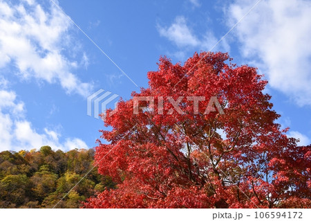 秋の青空に映える紅葉 秋の青空に映える紅葉 106594172