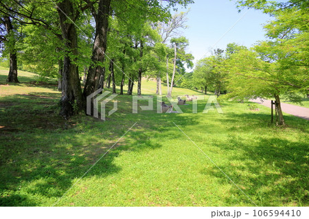 新緑の公園 106594410