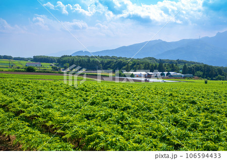 こんにやく畑　赤城高原から真夏の風景　昭和村 106594433