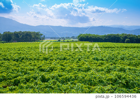 こんにやく畑 赤城高原から真夏の風景 昭和村 こんにやく畑 赤城高原から真夏の風景 昭和村 106594436