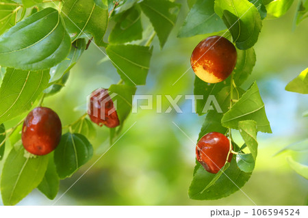 ナツメの実 106594524