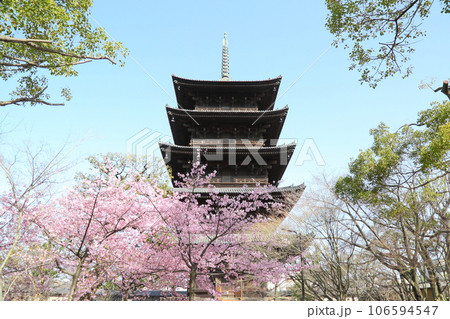 東寺の五重塔と河津桜 106594547
