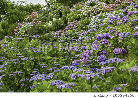 俱利伽羅不動寺西之坊鳳凰殿のアジサイ 106594556