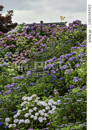 俱利伽羅不動寺西之坊鳳凰殿のアジサイ 俱利伽羅不動寺西之坊鳳凰殿のアジサイ 106594565
