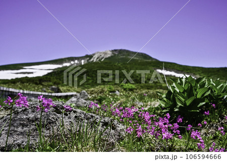 高山植物が咲き誇る初夏の白山 106594666