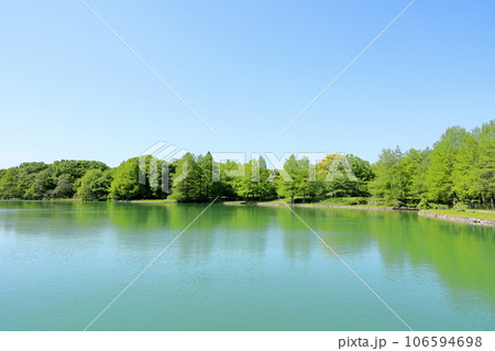 新緑の公園　落羽松の木 106594698