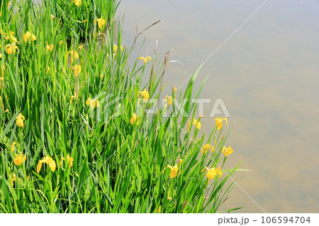 キショウブの花 106594704