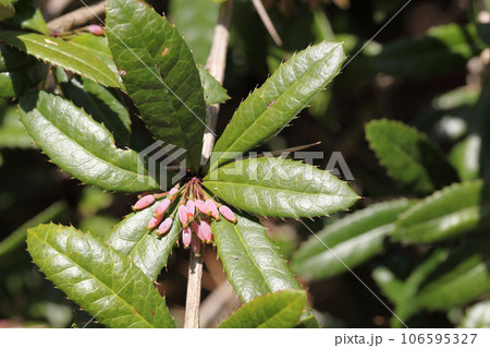 ヘビノボラズの花の蕾 106595327