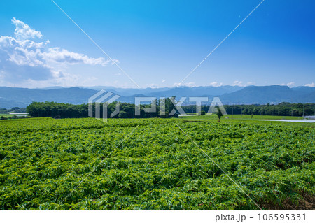 コンニャク畑　谷川連峰　三国方面　赤城高原からの眺め　昭和村 106595331