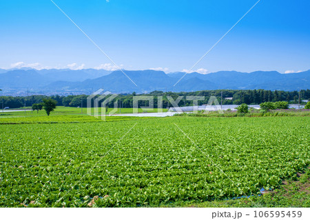 コンニャク畑 谷川連峰 赤城高原からの眺め 昭和村 コンニャク畑 谷川連峰 赤城高原からの眺め 昭和村 106595459