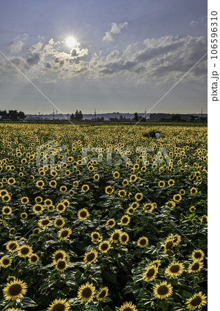 ひまわりが咲き誇る河北潟干拓地ひまわり村 106596310