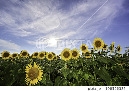 ひまわりが咲き誇る河北潟干拓地ひまわり村 106596323