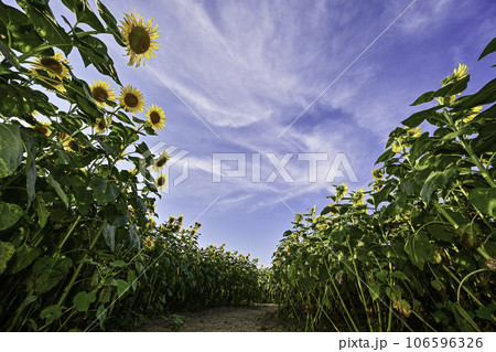 ひまわりが咲き誇る河北潟干拓地ひまわり村 106596326