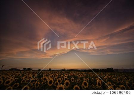 満開のひまわり村の夕景 106596406
